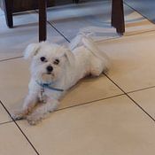 Sharon Peters Profile picture