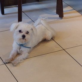 Sharon Peters Profile picture