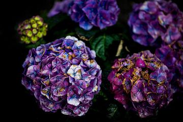 Dark hydrangea by Dennis Venema