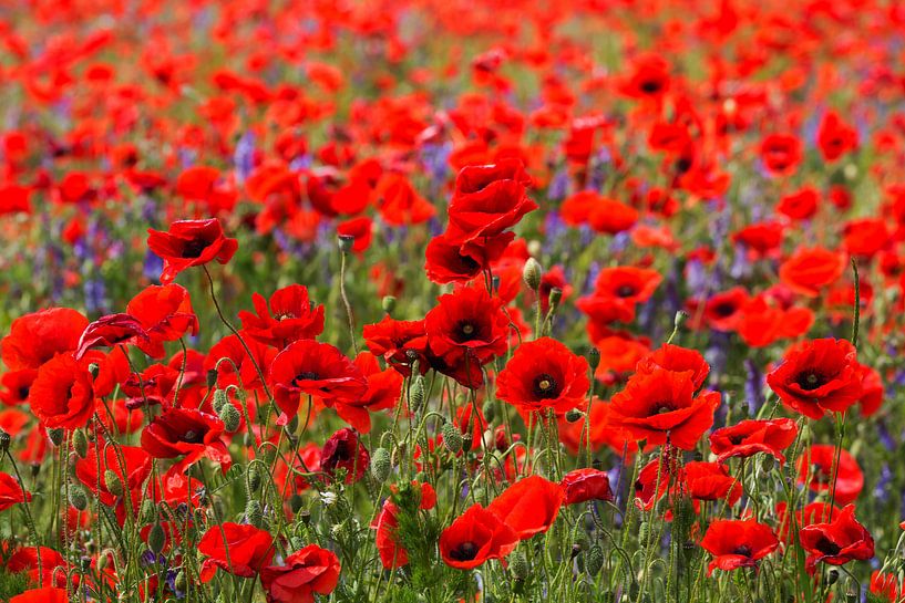 Champ de coquelicots par Frank Herrmann