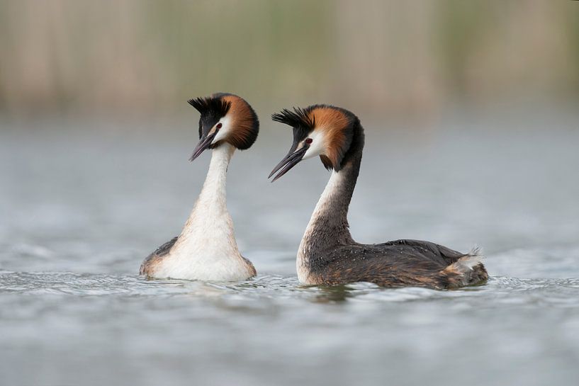 Grand grèbe huppé ( Podiceps cristatus ) en période d'accouplement, accouplement, scène pleine de te par wunderbare Erde