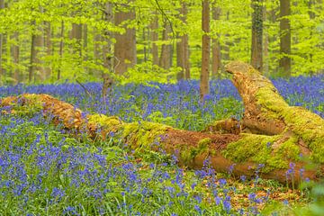 Blauglockenwald mit einem toten Baum zwischen blühenden wilden Hyazinthenblüten von Sjoerd van der Wal Fotografie