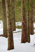 Trees in the snow