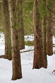 Bäume im Schnee von Jolisa Meints