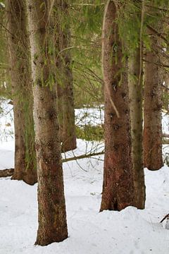Trees in the snow van Jolisa Meints