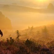 Jan Koppelaar profielfoto