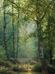 Forêt de conte de fées Veluwezoom sur Sander Grefte