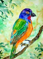 Bonte papegaaivink
