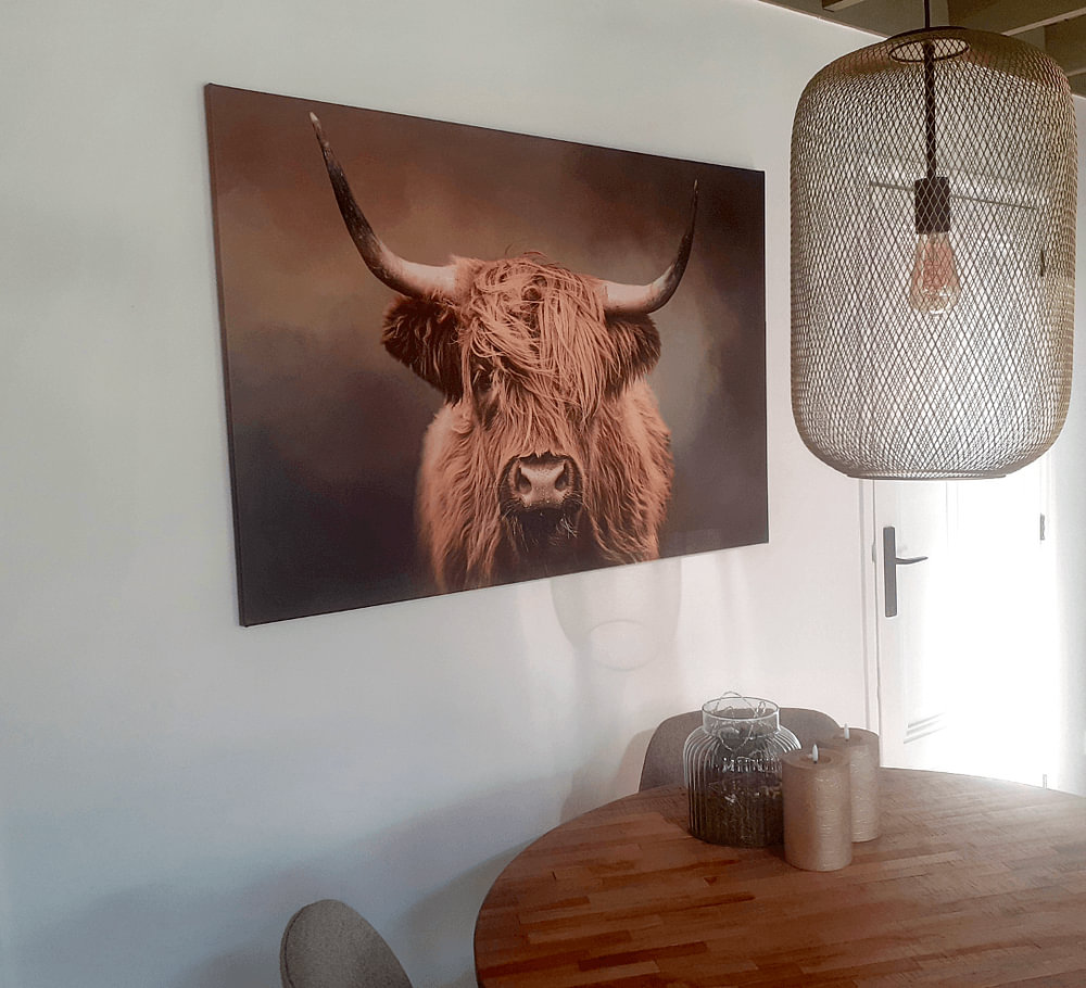 Scottish Highland Cow