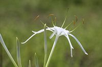 Nerine