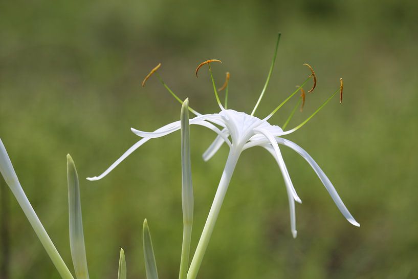 Nerine von Linda Ubels