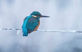 Martin-pêcheur en hiver, Alcedo Atthis