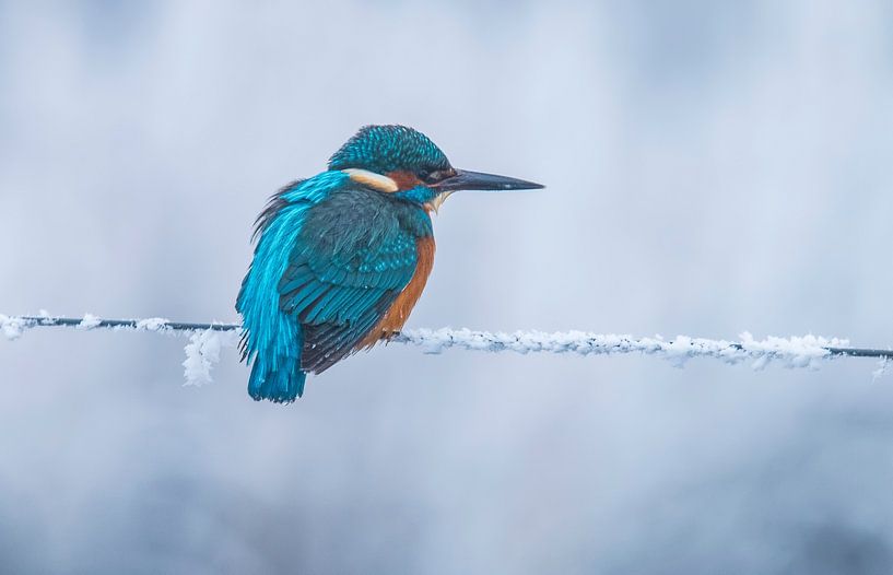 Kingfisher in winter, Alcedo Atthis by Gert Hilbink