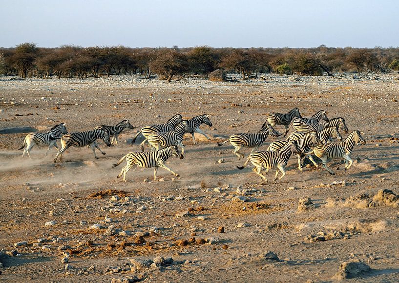 Fleeing Zebras by Merijn Loch