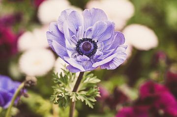 Anemone by Nancy van Verseveld