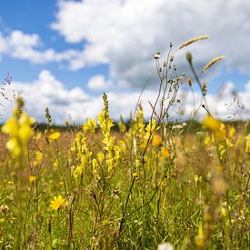 La nature de la Drenthe en été sur Reinier Holster