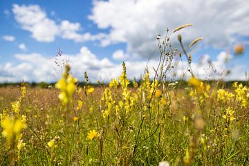 La nature de la Drenthe en été