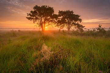 Sonnenaufgang auf der Kalmthoutse Heide von Ellen van den Doel