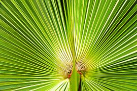 a green fan palm leaf