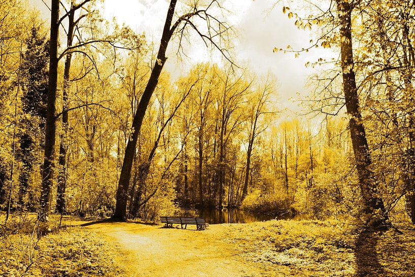 Golden Amsterdam Forest by Hendrik-Jan Kornelis