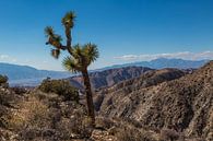 Josua-Baum in der Mojave-Wüste von Peter Leenen Miniaturansicht