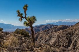 Joshua tree in the Mojave desert by Peter Leenen