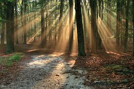 Solar-Harfen von Timo de Kruif