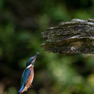 Ist es Superman oder nur ein Eisvogel? von Robbie Nijman