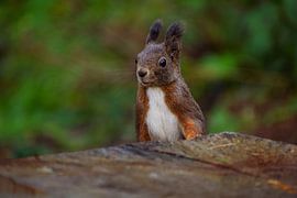 Neugieriges Eichhörnchen am Davosersee von Maarten van der Weide