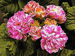 Herrlich in Rosa