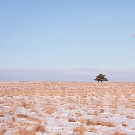 Einsamer Baum in einer stillen Winterlandschaft von Dagmar Pels