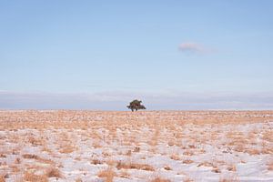 Einsamer Baum in einer stillen Winterlandschaft