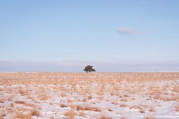 Einsamer Baum in einer stillen Winterlandschaft
