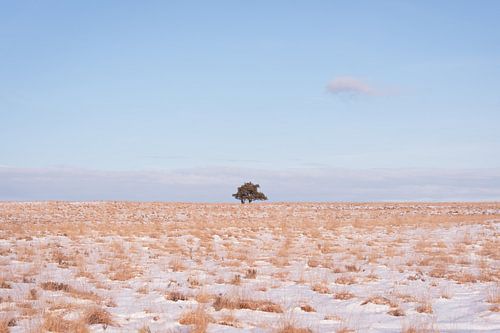 Einsamer Baum in einer stillen Winterlandschaft von Dagmar Pels