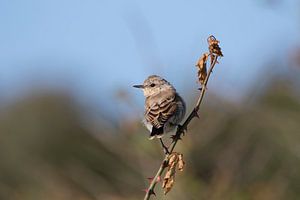 Juveniele Grasmus van Anton Kloof