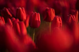 Rode tulpen van Rick Kloekke
