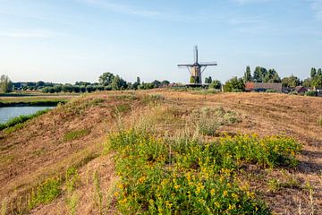 Rand eines niederländischen Dorfs in der Sommersaison