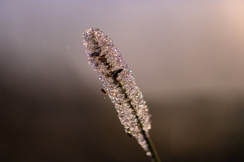 Disco-Gras von Tania Perneel