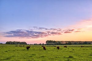 Abendsonne auf der Wiese III