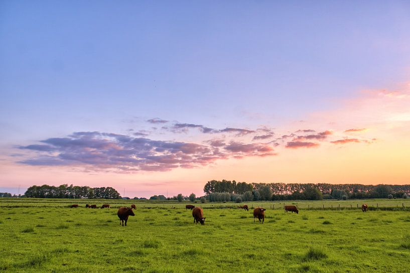 Abendsonne auf der Wiese III von Joran Quinten