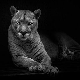 Lying cougar is looking at you dangerously and calmly, powerful and calm cat, black and white noir,  by Michael Semenov