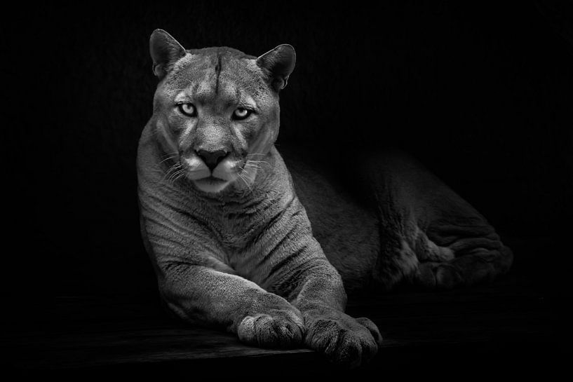 Liggende poema kijkt je gevaarlijk en kalm aan, krachtige en kalme kat, zwart-wit noir, zwarte achte van Michael Semenov