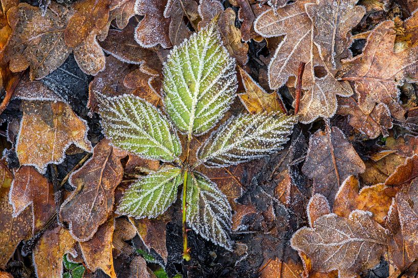 Dead leaves after frost. by Ron Poot