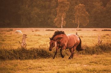 Galopperend paard op weide van Michelle Tober