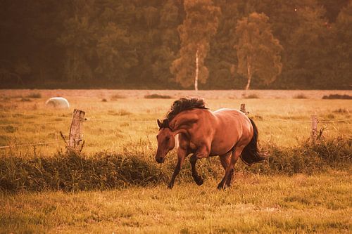 Galoppierendes Pferd auf Wiese