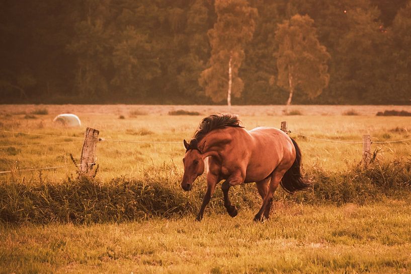 Cheval au galop dans un pré par Michelle Tober