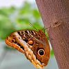 Butterfly on a  tree by Maarten Leeuwis