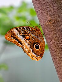 Schmetterling auf einem Baum