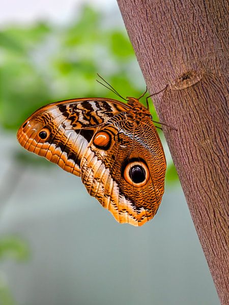 Vlinder op een boom van Maarten Leeuwis