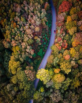 A rare winding forest road in the Netherlands